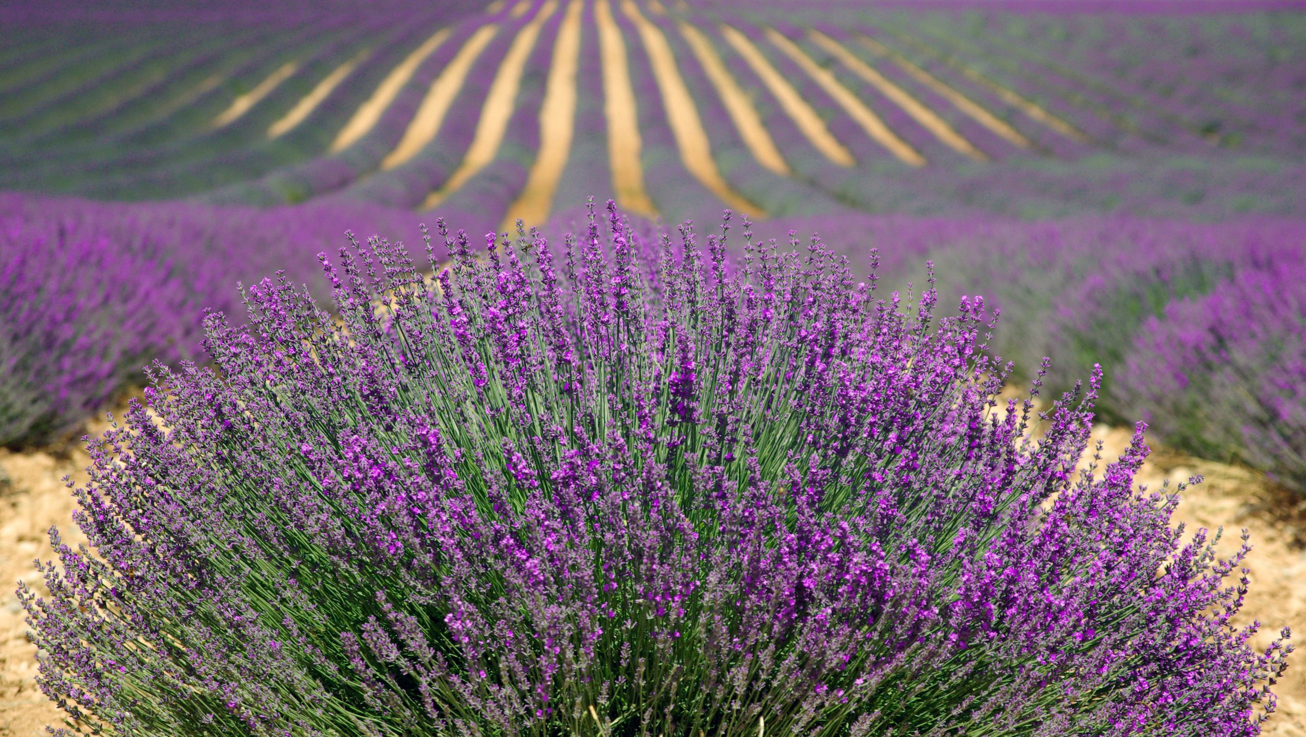 Champ de lavandes