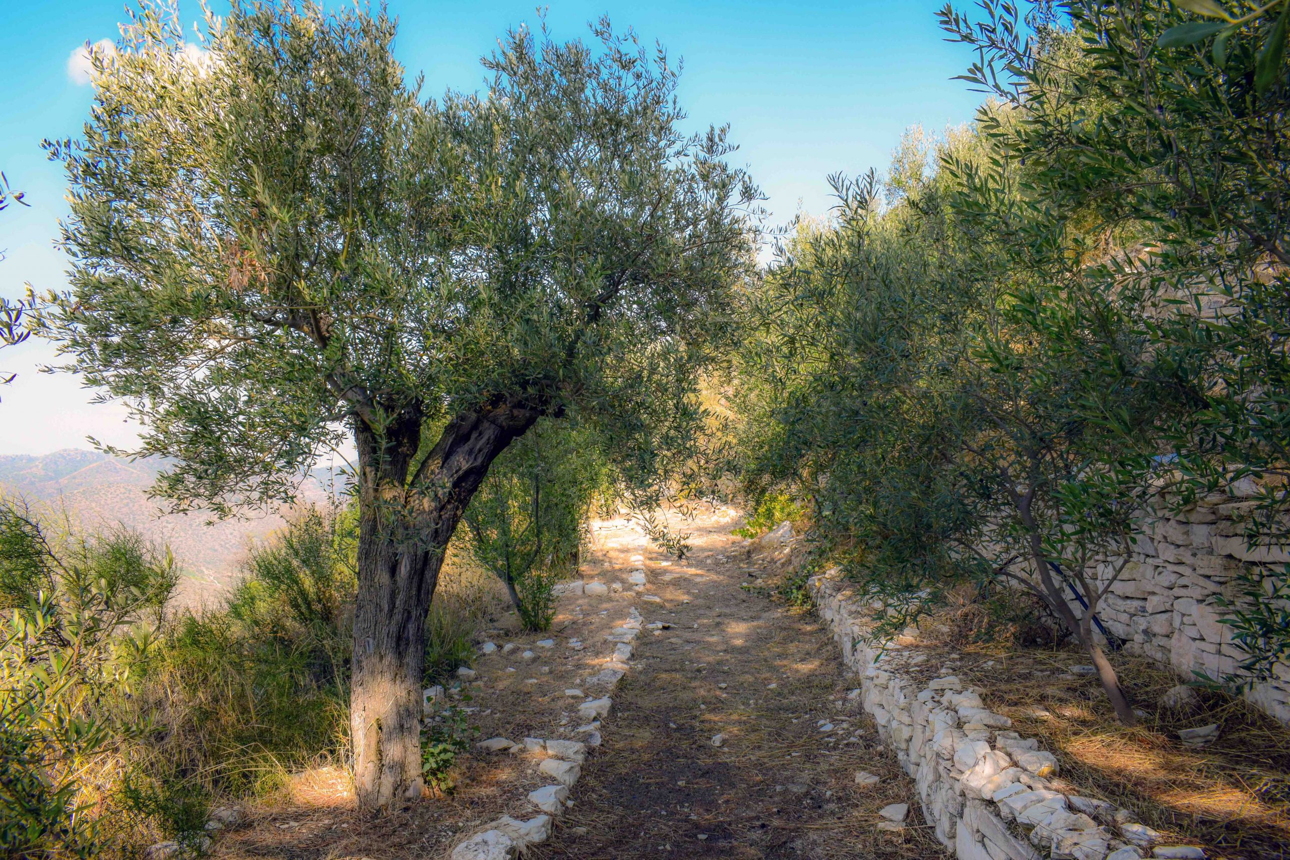 chemin oliviers