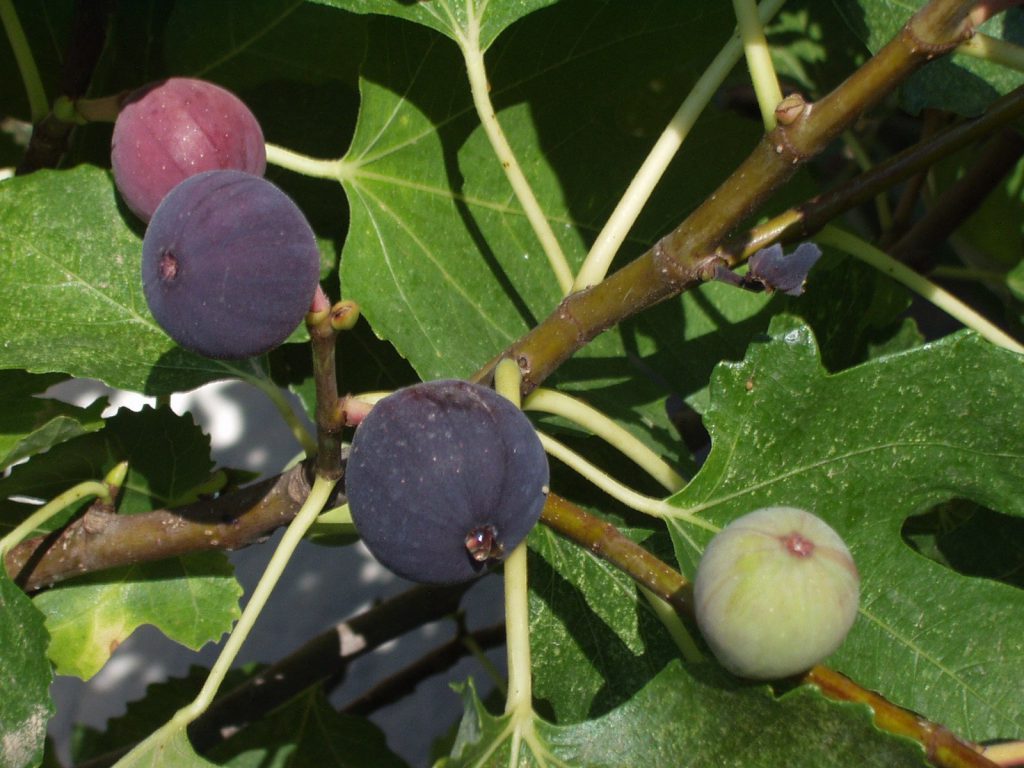 figs rouges