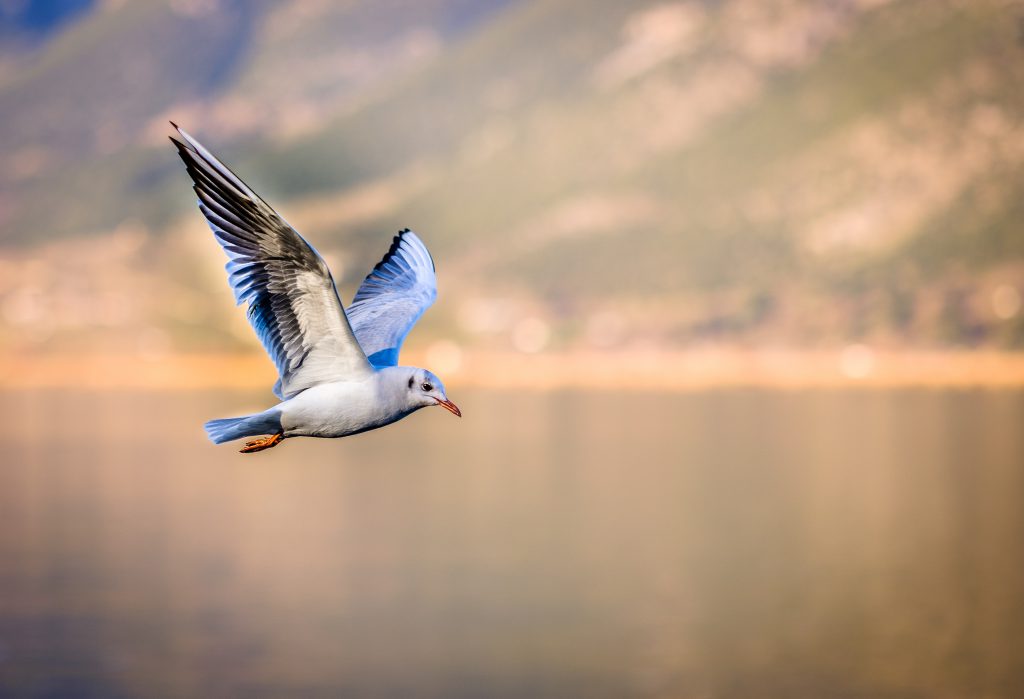 oiseau bleu