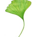 illustration texte ginko